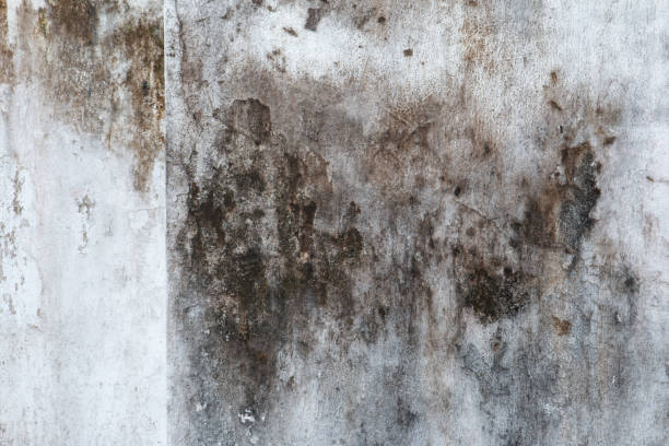 Reliable Roslyn Estates, NY Mold Removal Solutions
