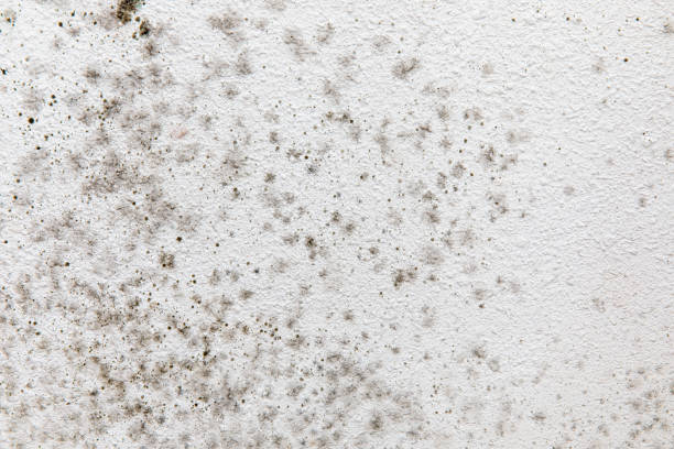 Mold Odor Removal Services in Roslyn Estates, NY